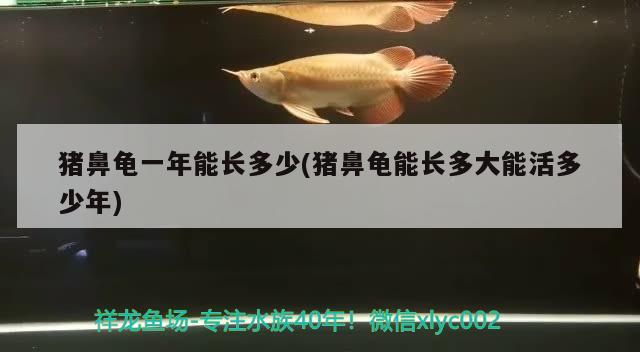 豬鼻龜一年能長多少(豬鼻龜能長多大能活多少年)