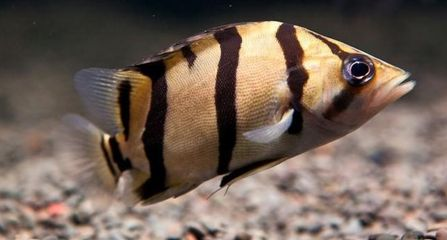 虎魚(yú)會(huì)不會(huì)餓死：虎魚(yú)在一定時(shí)間內(nèi)具有較強(qiáng)的饑餓耐受能力還與其飼養(yǎng)環(huán)境有關(guān)