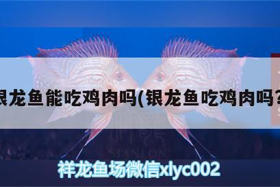 銀龍魚(yú)能吃雞肉嗎(銀龍魚(yú)吃雞肉嗎?)