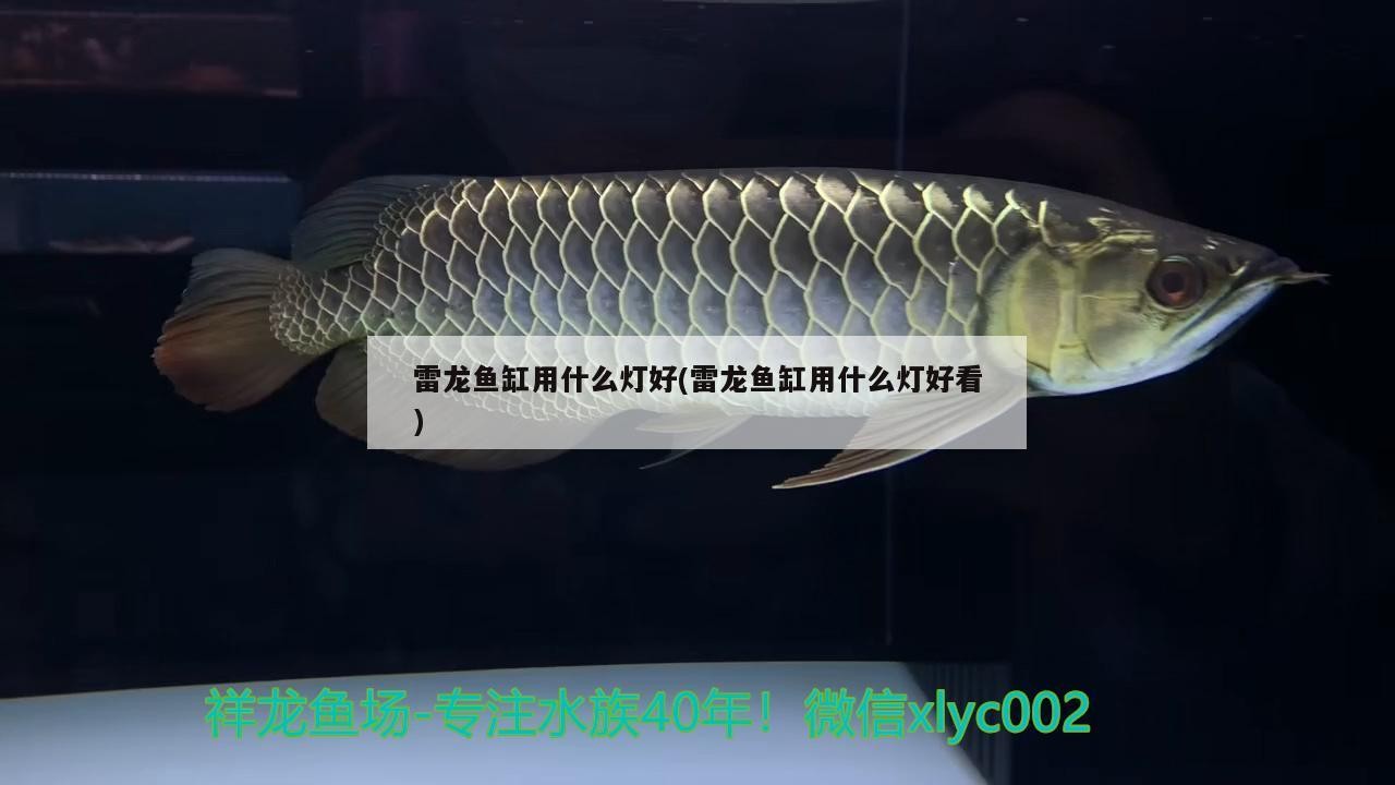 雷龍魚缸用什么燈好(雷龍魚缸用什么燈好看)