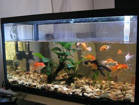 魚缸碎角修復(fù)視頻