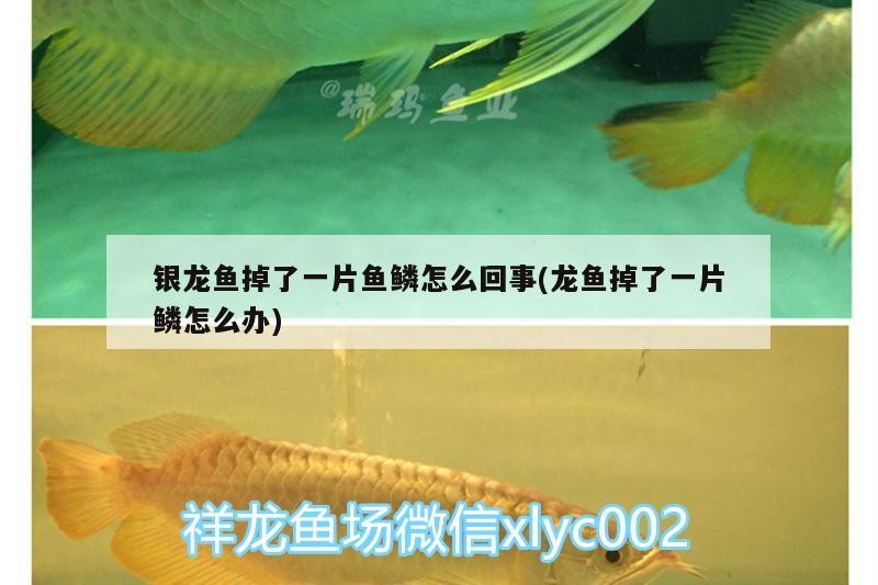 銀龍魚掉了一片魚鱗怎么回事(龍魚掉了一片鱗怎么辦)