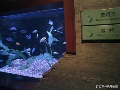 阿里水族館vs祥龍魚場（探討阿里水族館與祥龍魚場之間的對比之前需要明確兩者的基本信息）