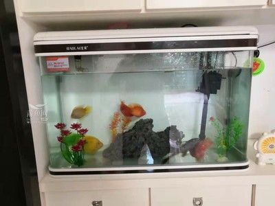 100的魚缸適合養(yǎng)什么魚好：100升的魚缸適合養(yǎng)什么魚