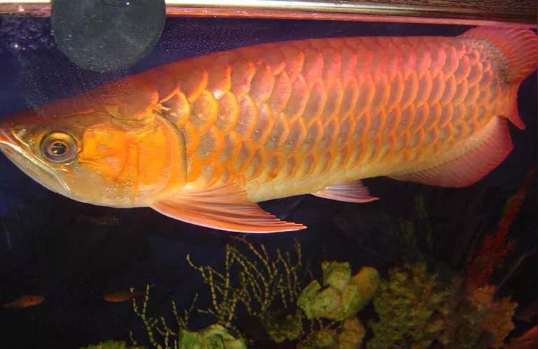 藍底過背金龍魚:藍底過背金龍是什么品種