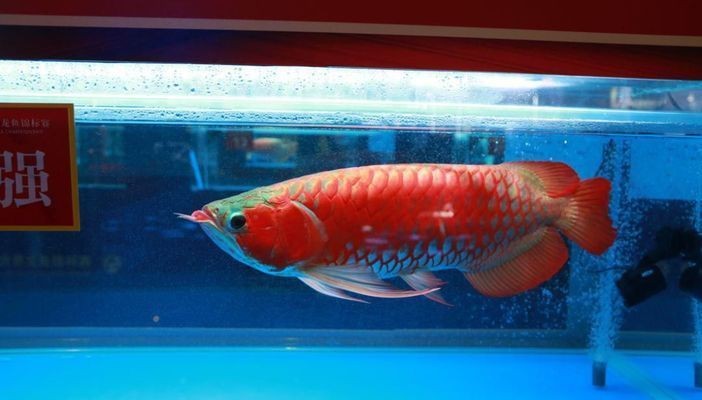 紅龍魚是什么魚?廣東孟吉爾紅龍aaa級新加坡紅龍魚是什么魚：如何辨別紅龍魚的品種