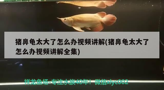豬鼻龜太大了怎么辦視頻講解(豬鼻龜太大了怎么辦視頻講解全集)