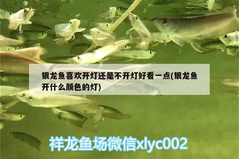銀龍魚喜歡開燈還是不開燈好看一點(銀龍魚開什么顏色的燈)