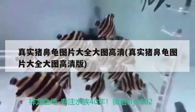魚缸過濾器選購指南:自制魚缸過濾器魚缸上置過濾器對于養魚愛好者的必備知識 真實豬鼻龜圖片大全大圖高清(真實豬鼻龜圖片大全大圖高清版) 豬鼻龜百科 真實豬鼻龜圖片大全大圖高清(真實豬鼻龜圖片大全大圖高清版) 真實豬鼻龜圖片大全大圖高清(真實豬鼻龜圖片大全大圖高清版) 豬鼻龜百科
