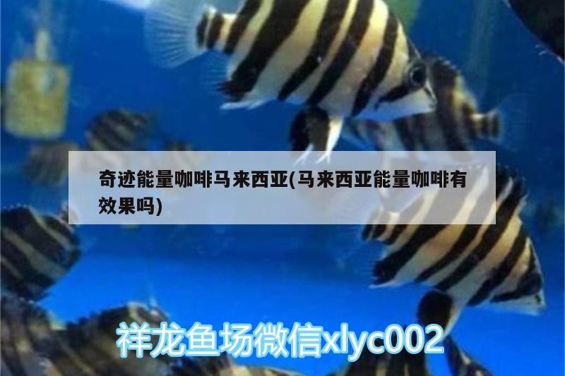 奇跡能量咖啡馬來西亞(馬來西亞能量咖啡有效果嗎) 奇跡能量咖啡馬來西亞(馬來西亞能量咖啡有效果嗎) 馬來西亞咖啡