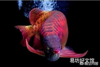 家里適合養(yǎng)金龍魚還是紅龍魚：金龍魚與紅龍魚風水寓意詳解金龍魚與紅龍魚風水寓意