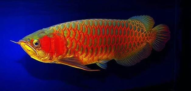 綠皮辣椒紅龍魚遺傳特性解析：綠皮辣椒紅龍魚的發(fā)色機制和生物學(xué)特征兩方面解析