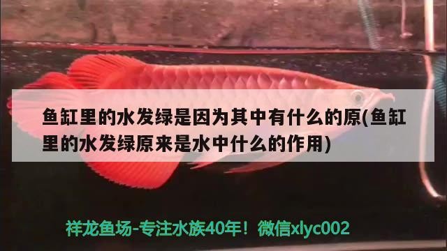 魚缸里的水發綠是因為其中有什么的原(魚缸里的水發綠原來是水中什么的作用)
