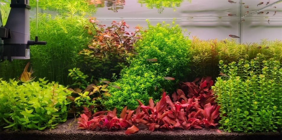 岫巖滿族自治縣文榮生態水族店