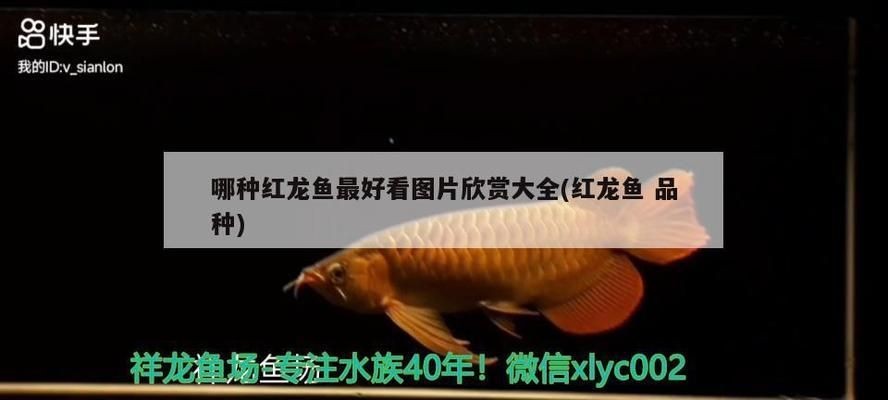 紅龍魚哪個品種最好看的魚 紅龍魚百科 第2張 紅龍魚哪個品種最好看的魚 紅龍魚哪個品種最好看的魚 紅龍魚百科 第2張