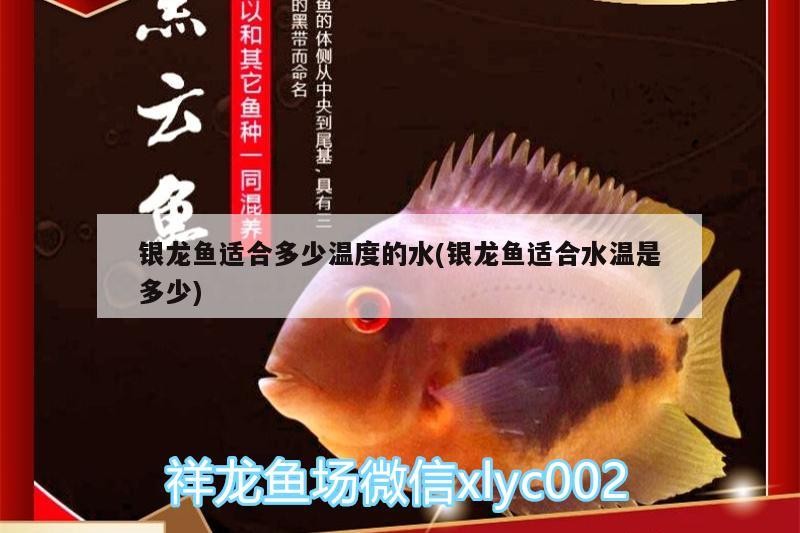 銀龍魚適合多少溫度的水(銀龍魚適合水溫是多少)