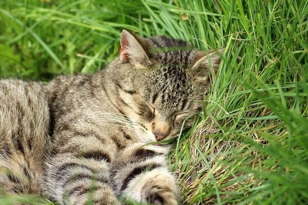 龍魚溫度多少最佳喂食vs祥龍魚場：龍魚適宜水溫范圍