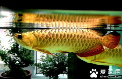 金龍魚吃啥食物長得快