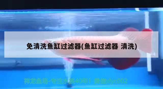 免清洗魚缸過濾器(魚缸過濾器清洗)