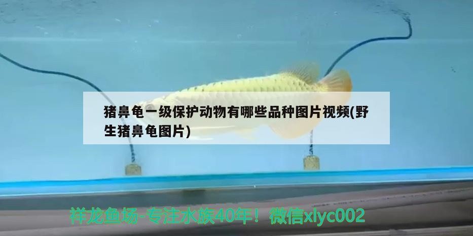 豬鼻龜一級保護動物有哪些品種圖片視頻(野生豬鼻龜圖片) 豬鼻龜一級保護動物有哪些品種圖片視頻(野生豬鼻龜圖片) 豬鼻龜百科