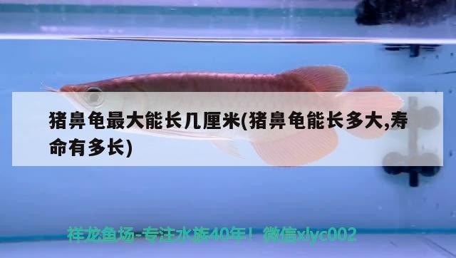 豬鼻龜最大能長幾厘米(豬鼻龜能長多大,壽命有多長)