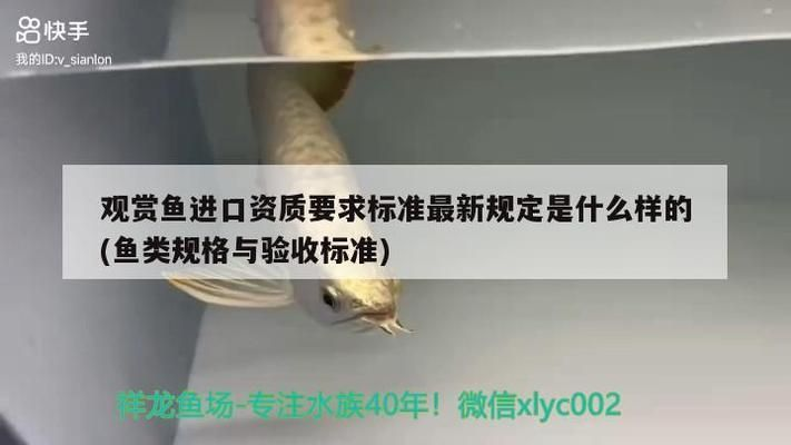 龍魚檢疫需要多長(zhǎng)時(shí)間完成呢vs祥龍魚場(chǎng)：龍魚檢疫需要多長(zhǎng)時(shí)間完成vs祥龍魚場(chǎng)的直接答案