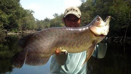 龍魚專用缸排名榜vs祥龍魚場：探討龍魚專用缸排名榜和祥龍魚場各自的含義、作用和特點