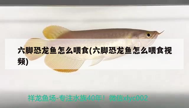 冷水魚的魚缸怎么造景(淡水魚缸造景)