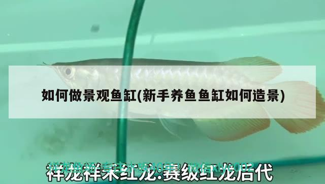 如何做景觀魚缸(新手養魚魚缸如何造景)