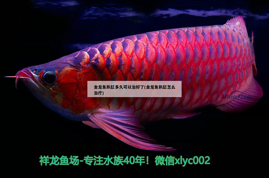 金龍魚趴缸多久可以治好了(金龍魚趴缸怎么治療)