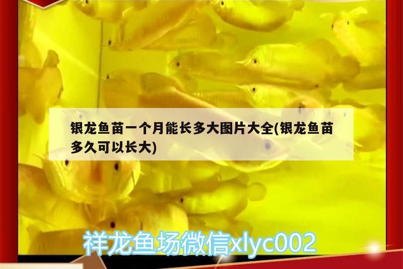 銀龍魚苗一個月能長多大圖片大全(銀龍魚苗多久可以長大)