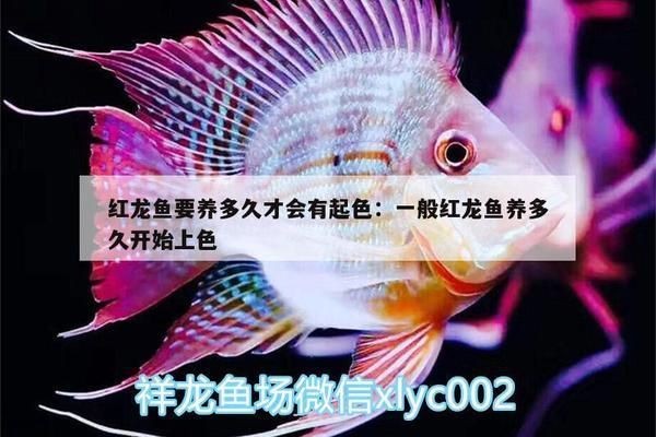 一般紅龍魚養多久開始上色：如何判斷紅龍魚上色質量