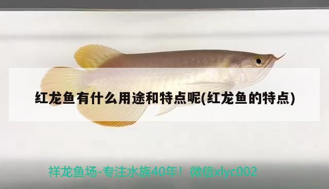 紅龍魚有什么用途和特點呢(紅龍魚的特點) 紅龍魚有什么用途和特點呢(紅龍魚的特點) 魟魚百科