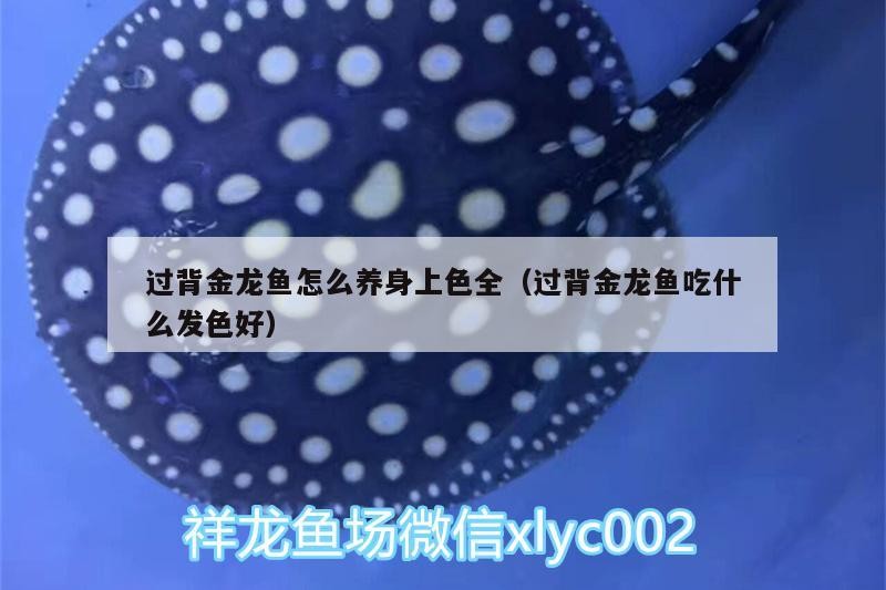 過(guò)背金龍魚怎么養(yǎng)身上色全（過(guò)背金龍魚吃什么發(fā)色好）