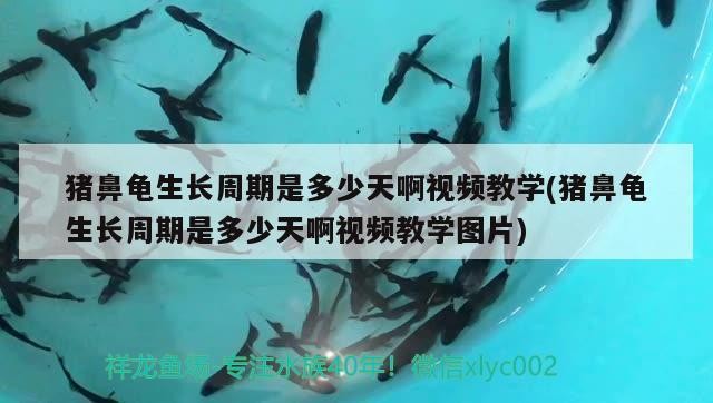 豬鼻龜生長周期是多少天啊視頻教學(豬鼻龜生長周期是多少天啊視頻教學圖片)
