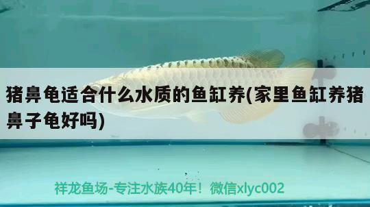 豬鼻龜適合什么水質的魚缸養(家里魚缸養豬鼻子龜好嗎)