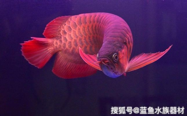 龍魚立鱗怎么回事vs祥龍魚場：龍魚立鱗的原因及其影響