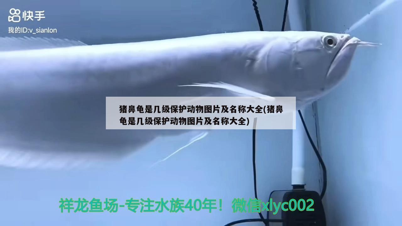 豬鼻龜是幾級(jí)保護(hù)動(dòng)物圖片及名稱大全(豬鼻龜是幾級(jí)保護(hù)動(dòng)物圖片及名稱大全)