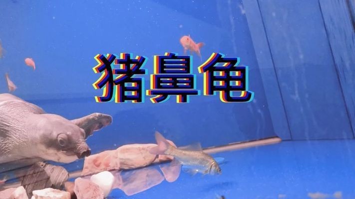 豬鼻龜產卵視頻大全：豬鼻龜怎么繁殖