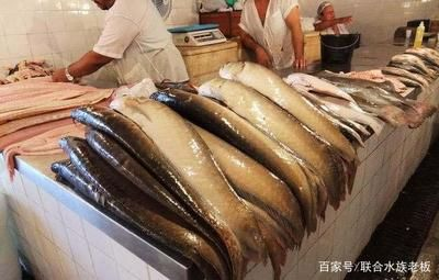清蒸紅龍魚：清蒸紅龍魚的做法