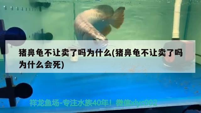 豬鼻龜不讓賣了嗎為什么(豬鼻龜不讓賣了嗎為什么會死)