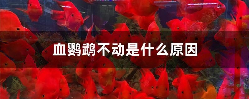 路亞竿調性怎么選擇 路亞竿調性怎么選擇 魚缸百科 第2張