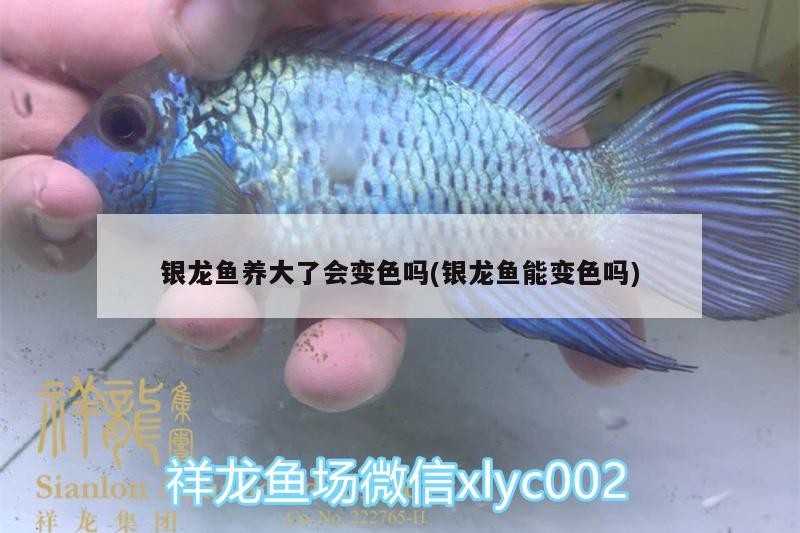 銀龍魚養大了會變色嗎(銀龍魚能變色嗎)