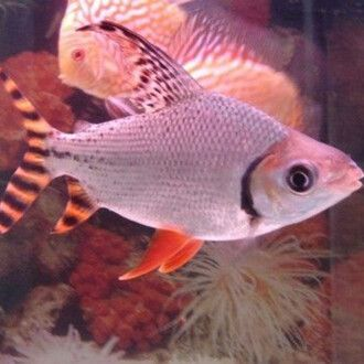 虎魚和泰國鯽能混養嗎：虎魚和泰國鯽可以混養嗎