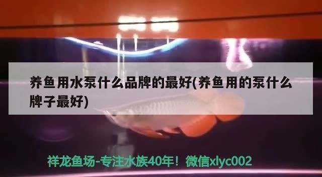 龍魚水泵什么牌子好一點vs祥龍魚場：祥龍水泵品牌對比評測