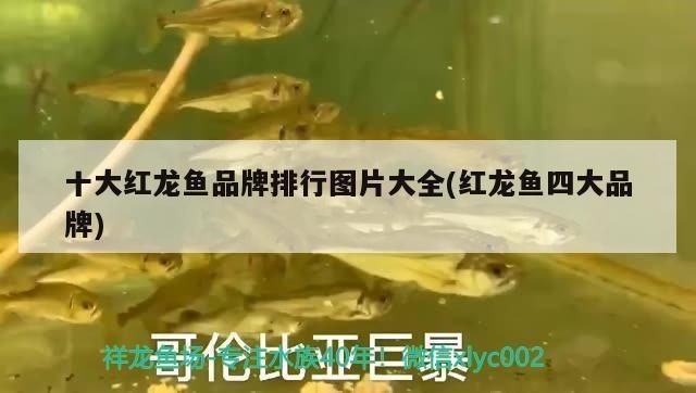 紅龍魚四大品牌是哪四個品牌：紅龍魚四大品牌介紹