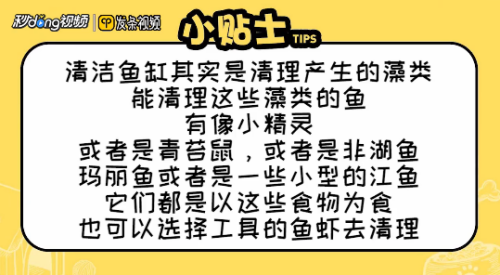 魚缸換水養水怎么養魚視頻