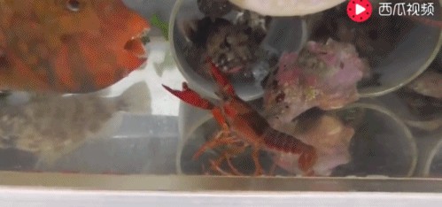 魚(yú)化龍雕刻圖：魚(yú)缸養(yǎng)小龍蝦的注意事項(xiàng)
