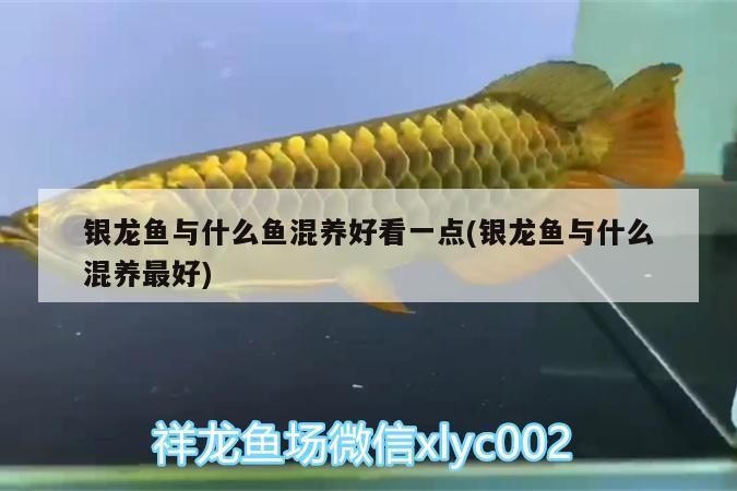 銀龍魚與什么魚混養好看一點(銀龍魚與什么混養最好)