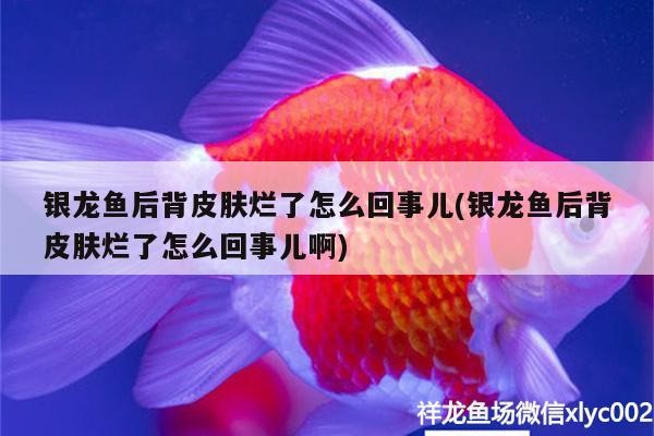 銀龍魚后背皮膚爛了怎么回事兒(銀龍魚后背皮膚爛了怎么回事兒啊)